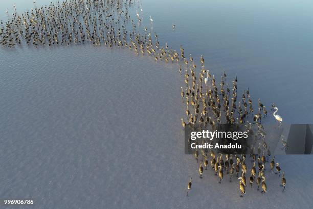 Flamingos are seen on the Lake Tuz after their incubation period in Aksaray, Turkey on July 12, 2018.