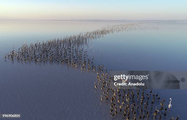 Flamingos are seen on the Lake Tuz after their incubation period in Aksaray, Turkey on July 12, 2018.