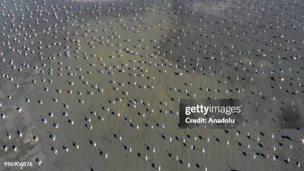 Flamingos are seen on the Lake Tuz after their incubation period in Aksaray, Turkey on July 12, 2018.