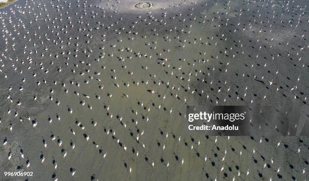 Flamingos are seen on the Lake Tuz after their incubation period in Aksaray, Turkey on July 12, 2018.