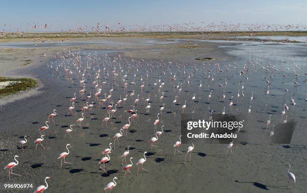 Flamingos are seen on the Lake Tuz after their incubation period in Aksaray, Turkey on July 12, 2018.