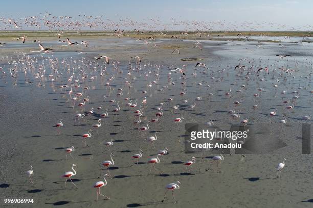 Flamingos are seen on the Lake Tuz after their incubation period in Aksaray, Turkey on July 12, 2018.