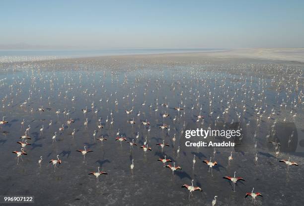 Flamingos are seen on the Lake Tuz after their incubation period in Aksaray, Turkey on July 12, 2018.