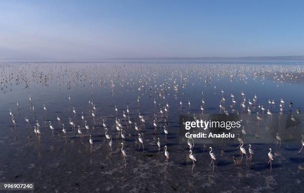 Flamingos are seen on the Lake Tuz after their incubation period in Aksaray, Turkey on July 12, 2018.