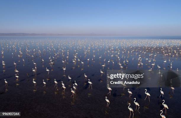 Flamingos are seen on the Lake Tuz after their incubation period in Aksaray, Turkey on July 12, 2018.