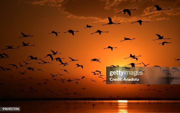 Flamingos fly on the Lake Tuz during sunset after their incubation period in Aksaray, Turkey on July 12, 2018.