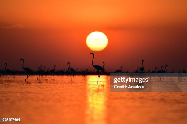 Flamingos are seen on the Lake Tuz during sunset after their incubation period in Aksaray, Turkey on July 12, 2018.