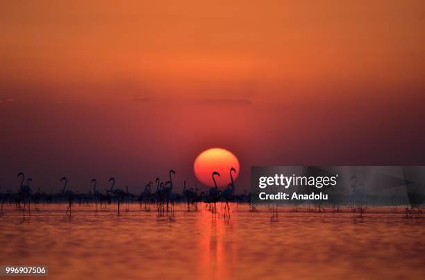 Flamingos are seen on the Lake Tuz during sunset after their incubation period in Aksaray, Turkey on July 12, 2018.