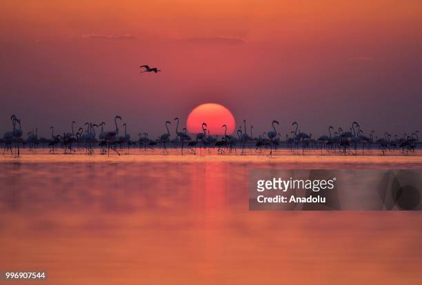 Flamingos are seen on the Lake Tuz during sunset after their incubation period in Aksaray, Turkey on July 12, 2018.
