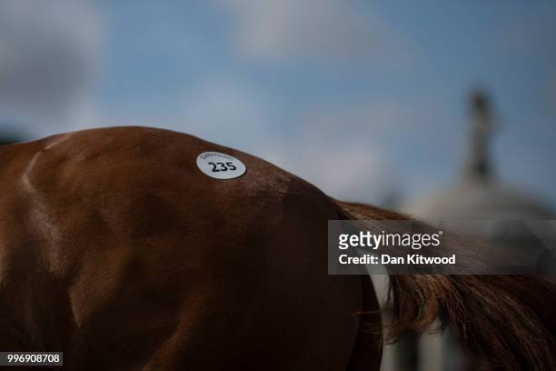 Horses is paraded for inspection during the 'Tattersalls' July Sale on July 11, 2018 in Newmarket, England. Founded in 1766 Tattersalls is Europes...