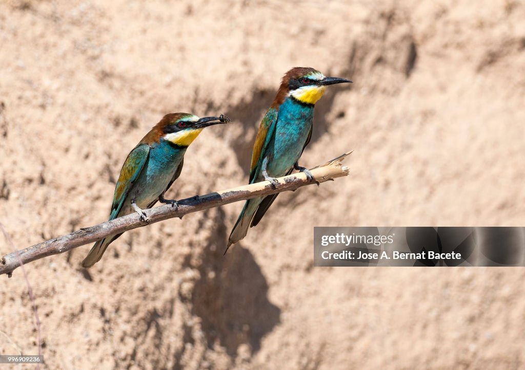 European Bee-eater (Merops apiaster). Bird on a branch with an insect in its mouth that it has hunted.