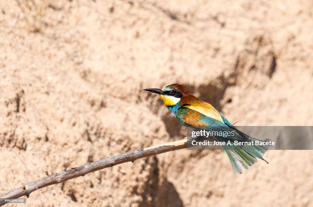 European Bee-eater (Merops apiaster). Bird on a branch with an insect in its mouth that it has hunted.