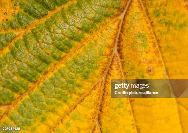 Leaf in autumn colours can be seen on a Hamamelis intermedia tree at the botanical garden in Munich, Germany, 4 October 2017. Photo: Sven Hoppe/dpa