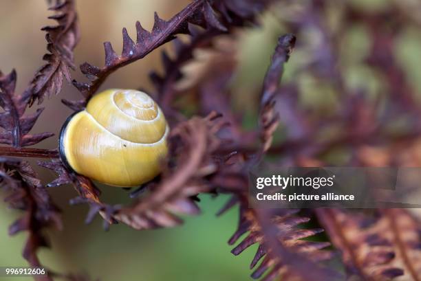 Snail sits on a leaf at the botanical garden in Munich, Germany, 4 October 2017. Photo: Sven Hoppe/dpa