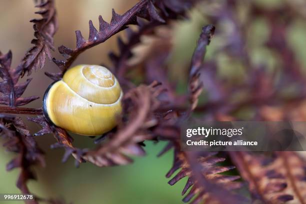 Dpatop - A snail sits on a leaf at the botanical garden in Munich, Germany, 4 October 2017. Photo: Sven Hoppe/dpa