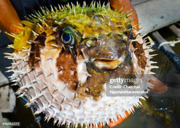 big needle globefish - balloonfish bildbanksfoton och bilder