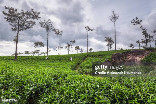 green tee terrasses in the highland from sri lanka near nuwara e - tee srilanka stock pictures, royalty-free photos & images