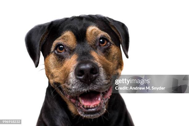 871 Mini Rottweilers Stock Photos, High-Res Pictures, and Images ...