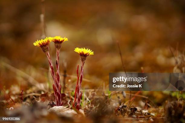 coltsfoot - coltsfoot photos et images de collection