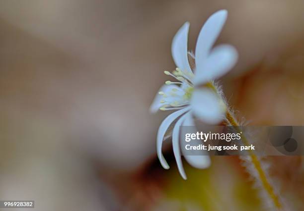 whiteliverleaf - park jung stockfoto's en -beelden