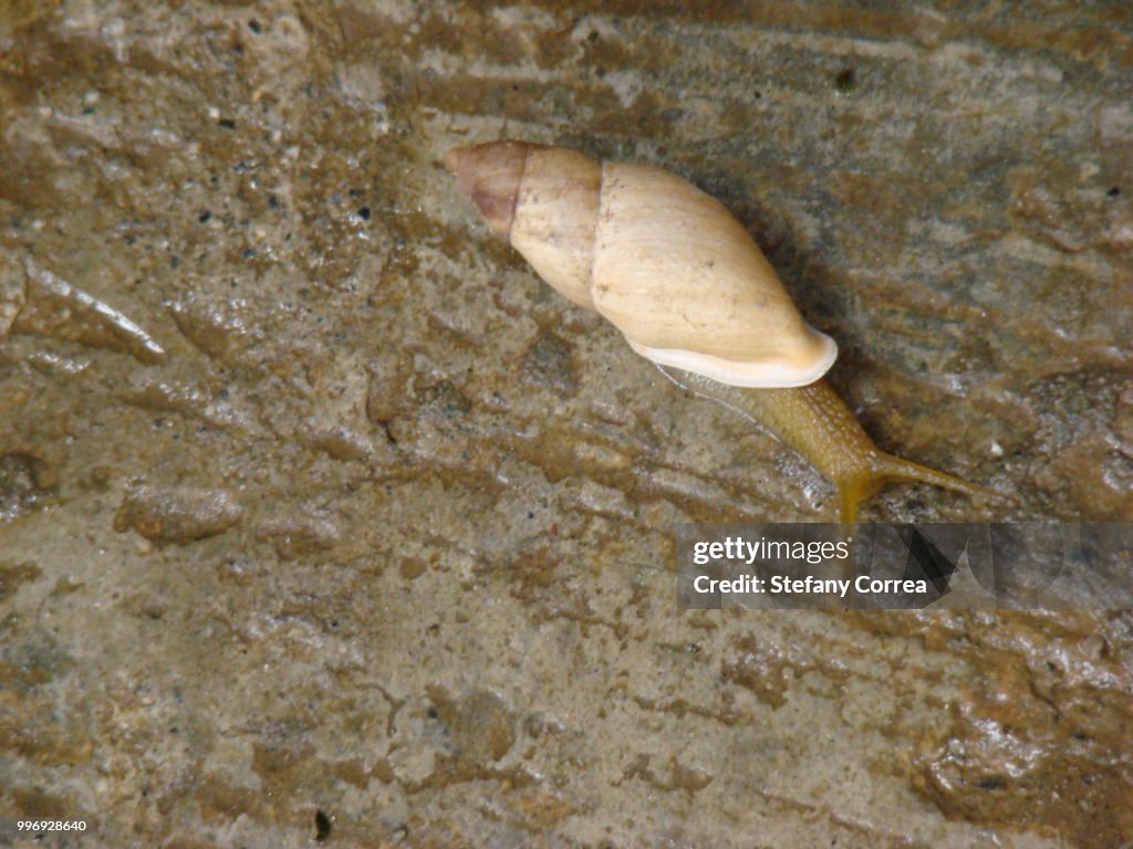 Snail