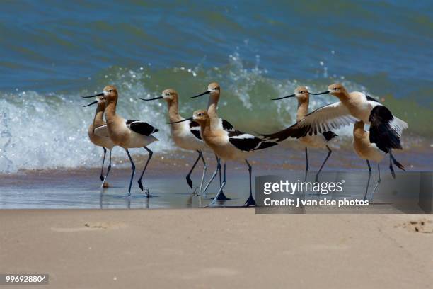 photo by: j van cise photos - lesser flamingo stock pictures, royalty-free photos & images