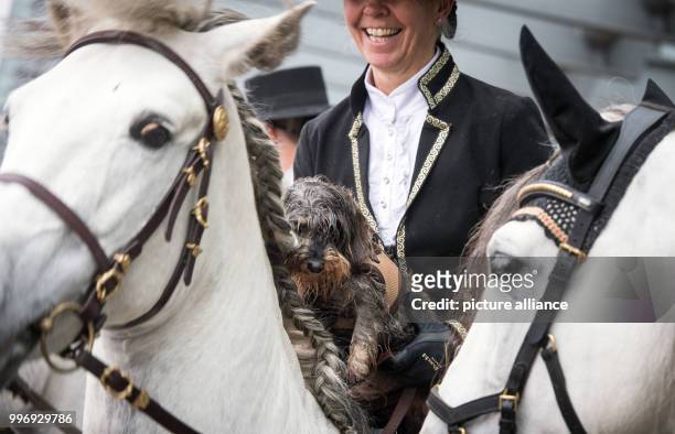 Rabbit dachshund "Uta von Marienberghang" sitting on the Andalusian horse "Senior Carlos" with Pia Grobecker from a Spanish riding groupo as part of...