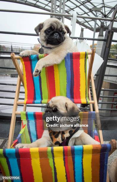 Week-old pug puppy Earl Copper and Evillo from the breed "City Diamonds" sitting as part of a photo session of the fair "Hund & Pferd" in Dortmund,...