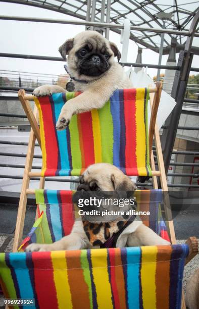 The 15-week-old pug puppies Earl Copper and Evillo from the breed "City Diamonds" sitting as part of a photo session of the fair "Hund & Pferd" in...