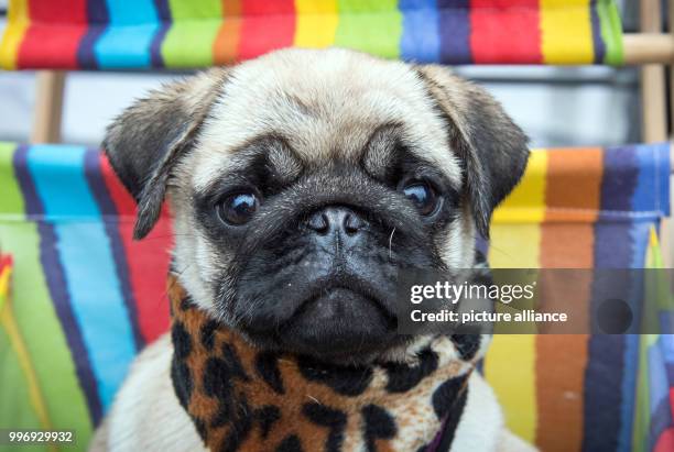 Week-old pug puppy Earl Copper from the breed "City Diamonds" sitting as part of a photo session of the fair "Hund & Pferd" in Dortmund, Germany, 05...