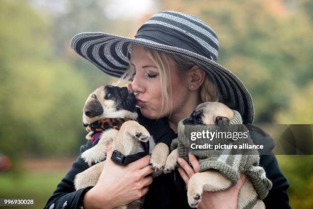 The breeder of "City Diamonds" holding the 15-week-old pug puppies Earl Copper and Evillo as part of a photo session of the fair "Hund & Pferd" in...