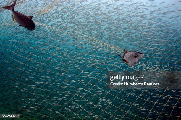 almaco jacks fighting for their lives. - perspectiva de un submarinista fotografías e imágenes de stock