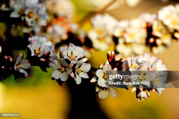 korean type cherry flowers - bok photos et images de collection