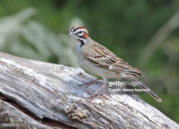 lark sparrow - hancock stock pictures, royalty-free photos & images