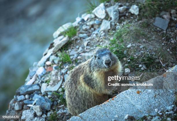 marmot in summer - somnuk krobkum stock-fotos und bilder