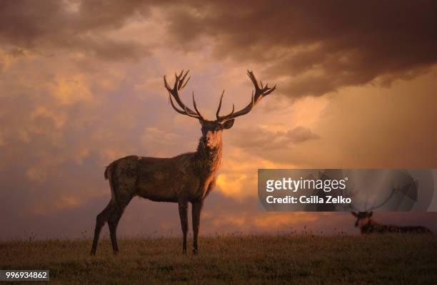 red deer - deer antler silhouette stock pictures, royalty-free photos & images