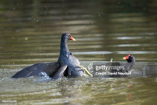 lemgo,germany - aythyinae stock pictures, royalty-free photos & images