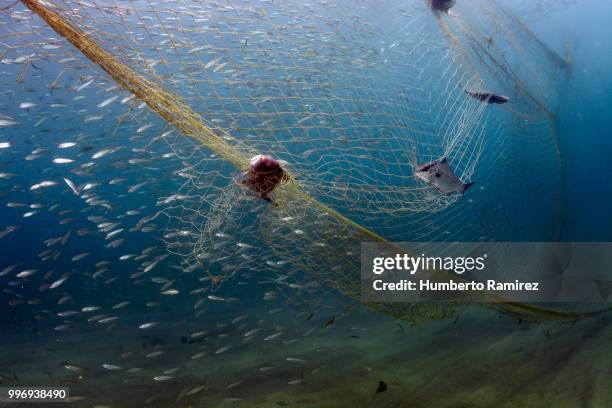 almaco jacks fighting for their lives. - perspectiva de un submarinista fotografías e imágenes de stock