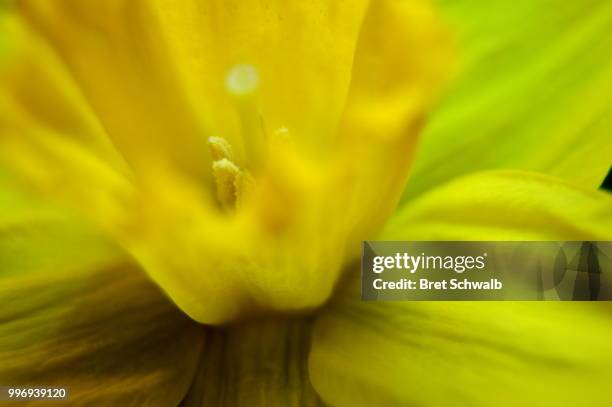 yellow daffodil no.3 - bret schwalb stock-fotos und bilder