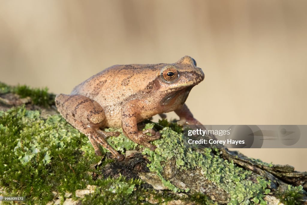 Spring Peeper High-Res Stock Photo - Getty Images