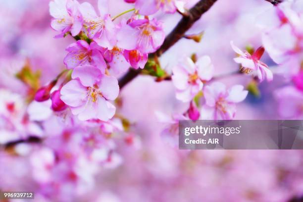 sakura - ai photos et images de collection