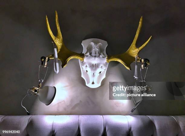 The antlers of an elk can be seen above a bed in a room in Froesoen, Sweden, 28 September 2017. In Sweden, the hunt of elks is allowed between...