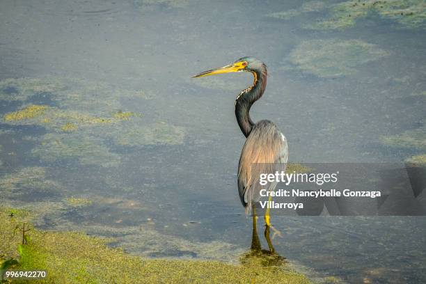 great blue heron - nancybelle villarroya ストックフォトと画像