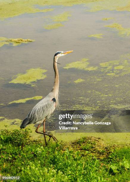 great blue heron - nancybelle villarroya ストックフォトと画像