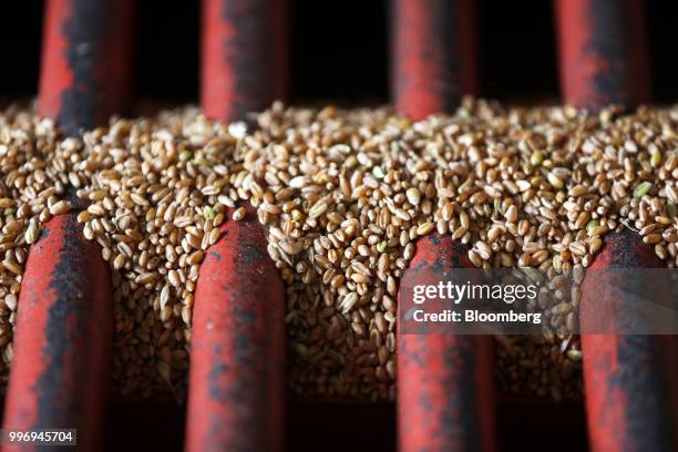 Wheat grain is unloaded during the summer wheat harvest on a farm operated by Ros Agro Plc, in Kazinka village, outside Belgorod, Russia, on...