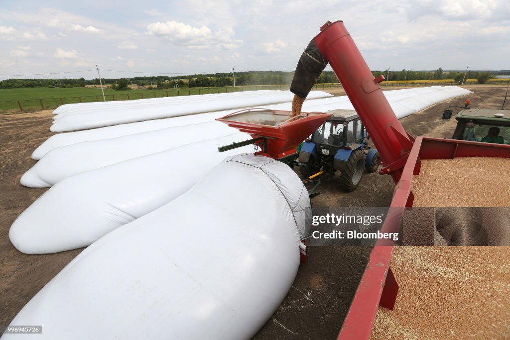 Wheat Harvest By Russian Agricultural Producer Ros Agro Plc Group