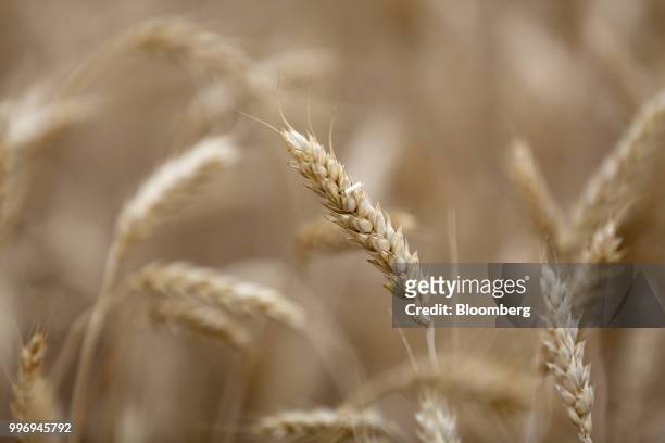 Wheat kernels stand in a field during the summer harvest on a farm operated by Ros Agro Plc, in Kazinka village, outside Belgorod, Russia, on...