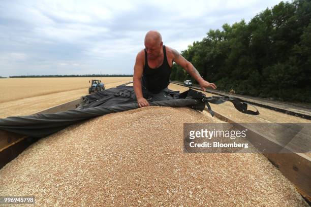 Worker pulls a tarpaulin cover over harvested wheat grain in a truck during the summer harvest on a farm operated by Ros Agro Plc, in Kazinka...