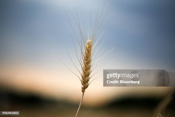 Wheat kernel stands in a field as the sun sets during the summer harvest on a farm operated by Ros Agro Plc, in Kazinka village, outside Belgorod,...