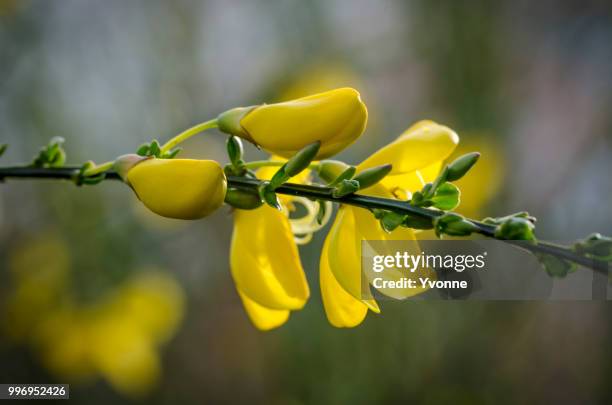 chatter boxes - chatter stock pictures, royalty-free photos & images